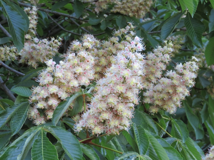 Aesculus turbinata image