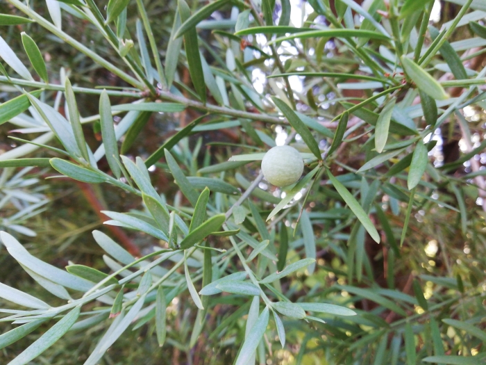 Afrocarpus falcatus image