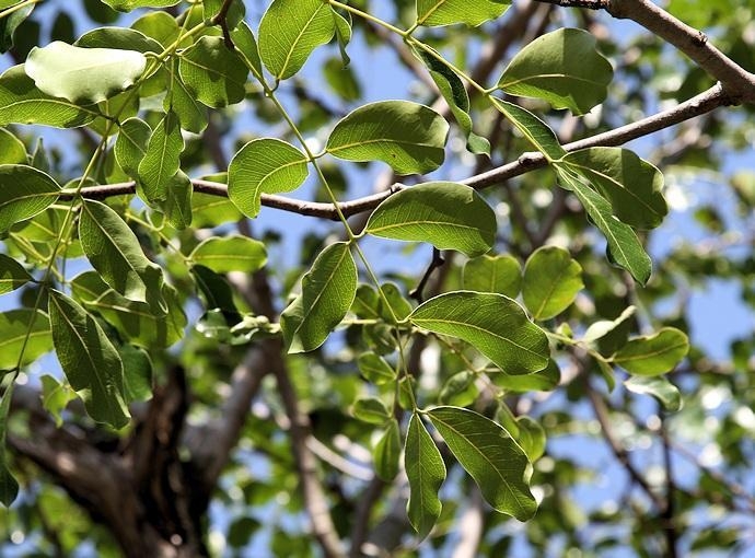 Afzelia quanzensis image