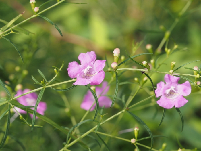 Agalinis purpurea image