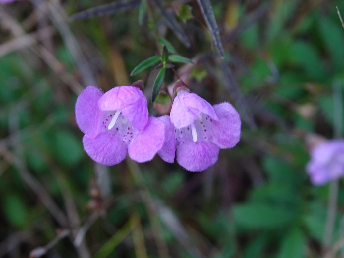 Agalinis tenuifolia image