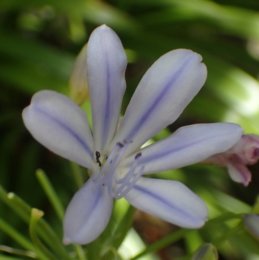 Agapanthus praecox subsp. minimus image