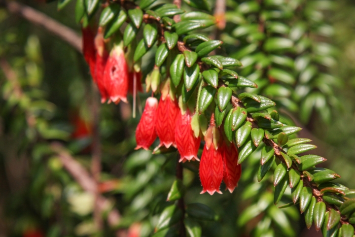 Agapetes serpens image