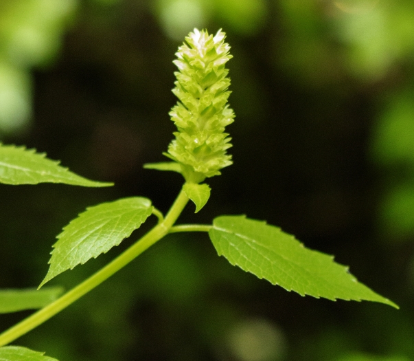 Agastache nepetoides image