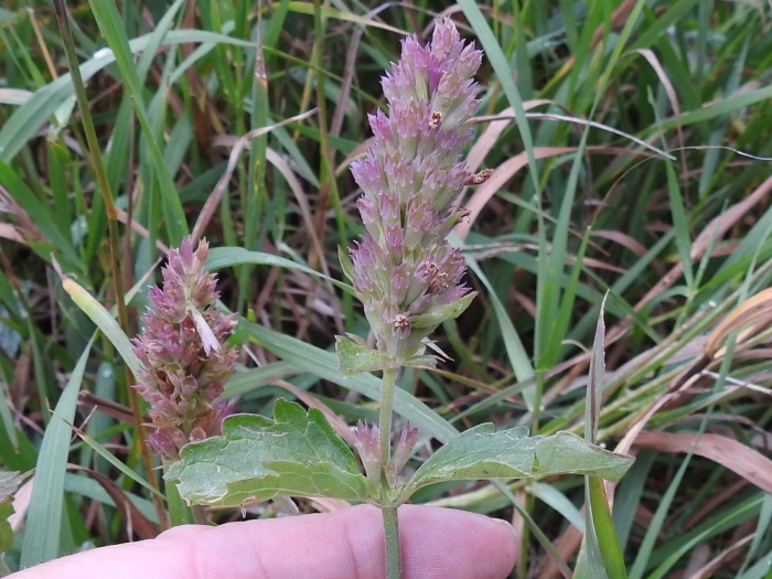 Agastache pallidiflora image