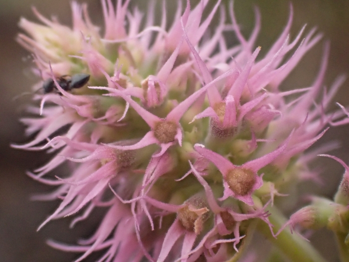 Agastache parvifolia image