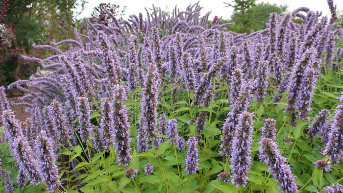 Agastache rugosa image