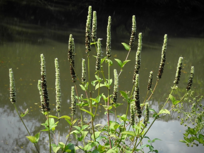 Agastache scrophulariifolia image