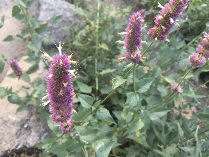 Agastache urticifolia image