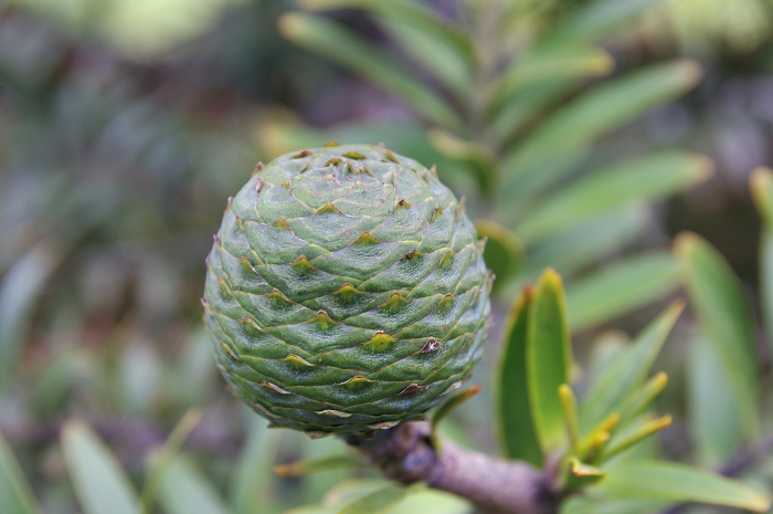 Agathis australis image