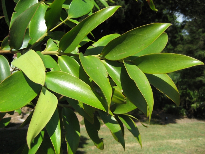Agathis robusta image