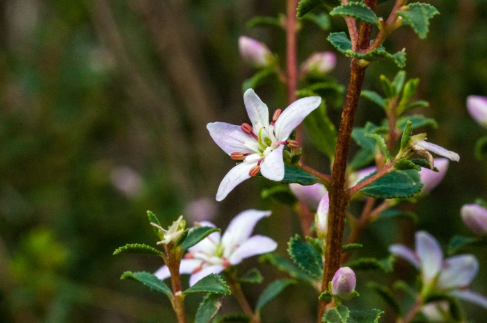 Agathosma betulina image