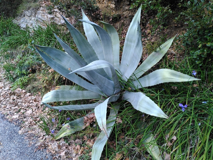 Agave americana image