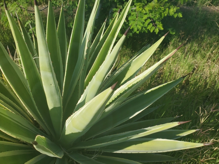 Agave angustifolia image