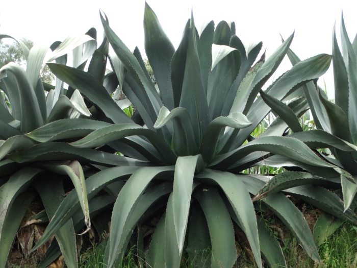 Agave atrovirens image