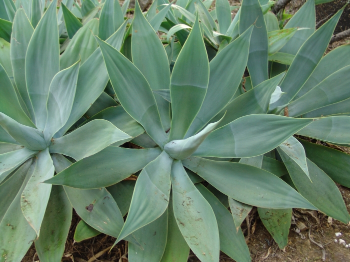 Agave attenuata image