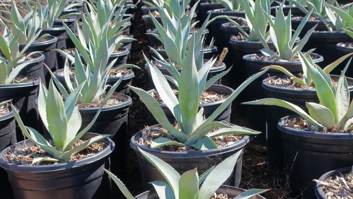 Agave beauleriana image