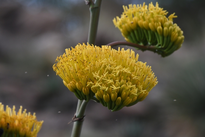 Agave chrysantha image