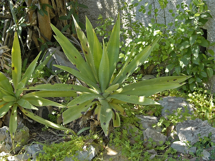 Agave decipiens image
