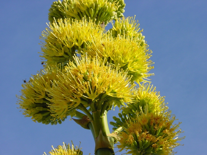 Agave deserti image