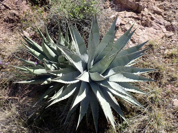Agave simplex image