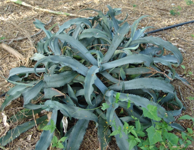 Agave gypsophila image