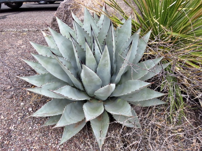 Agave havardiana image