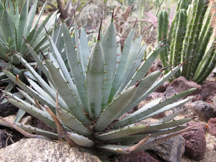 Agave macroacantha image