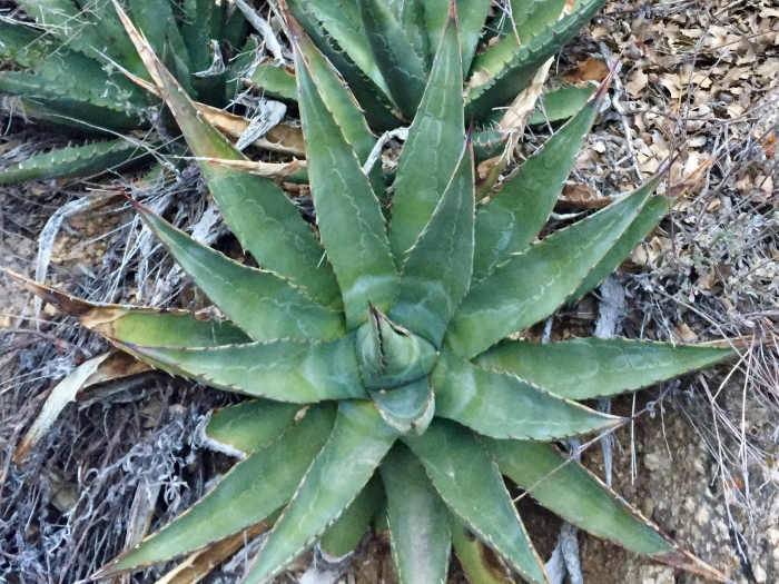 Agave mckelveyana image