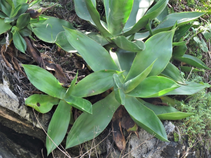 Agave mitis image