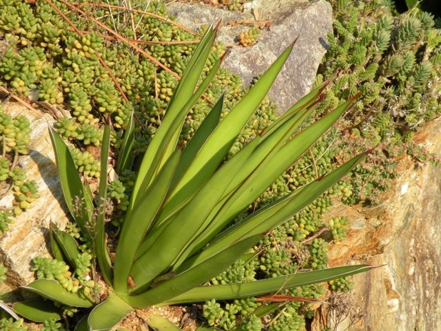 Agave ocahui image