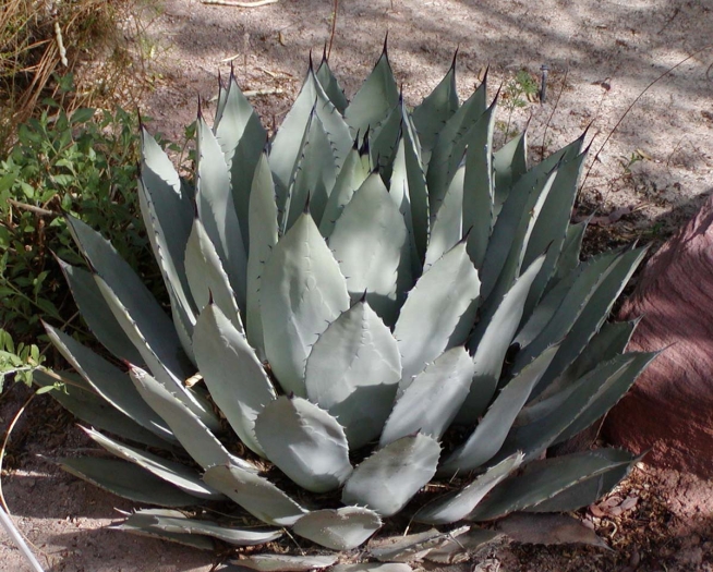 Agave palmeri image