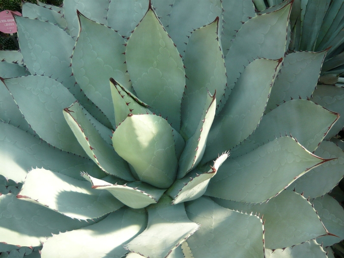 Agave parrasana image