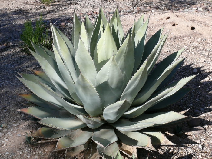 Agave parryi var. huachucensis image
