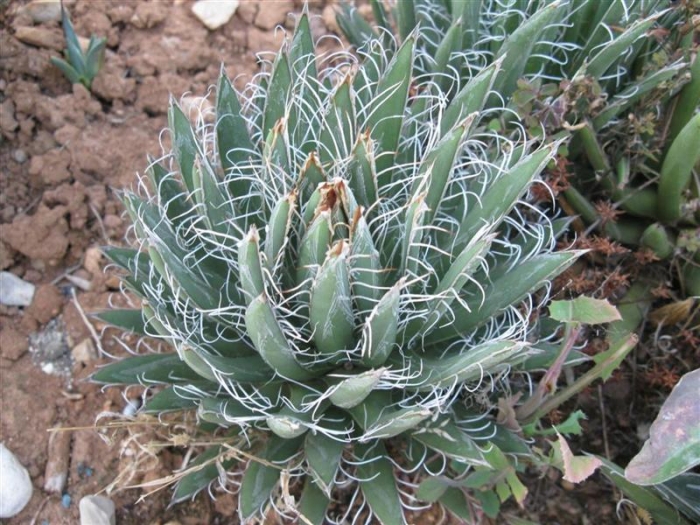 Agave parviflora image