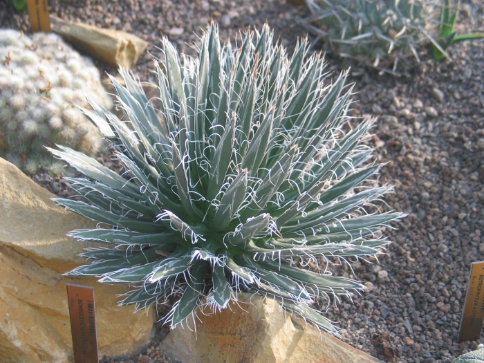 Agave polianthiflora image