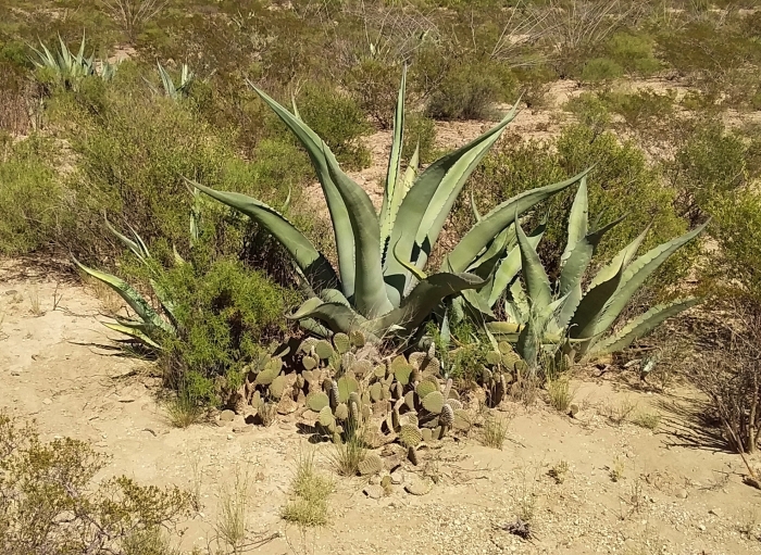Agave salmiana image