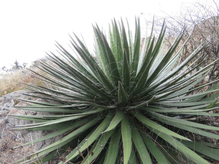 Agave schidigera image