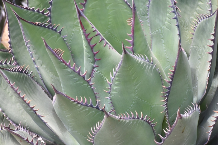 Agave shawii image