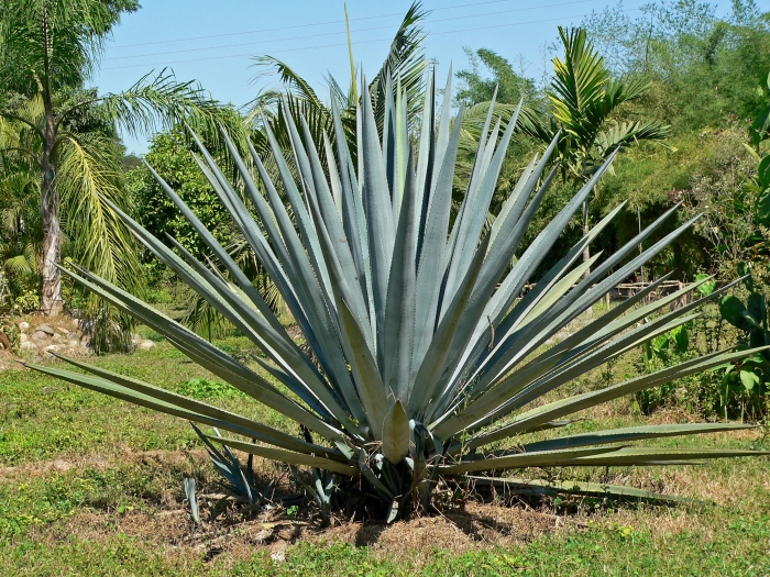Agave tequilana image