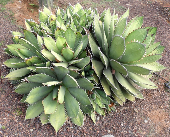 Agave titanota image