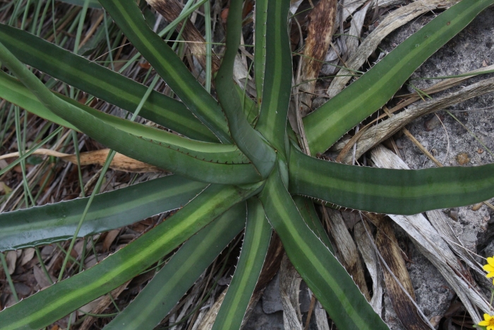 Agave univittata image