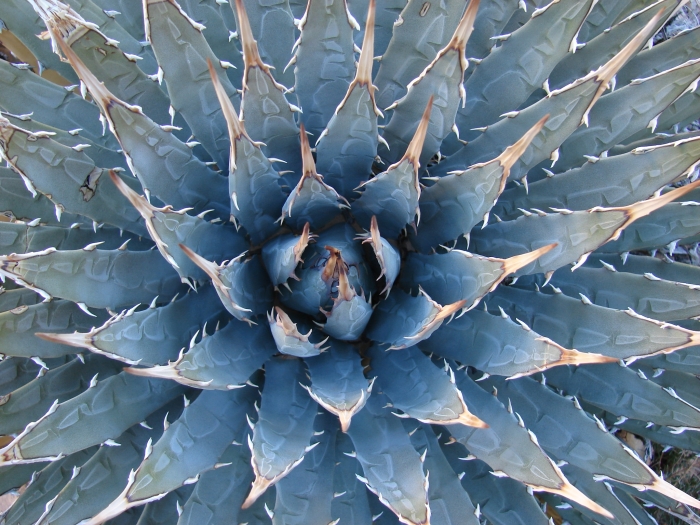 Agave utahensis image
