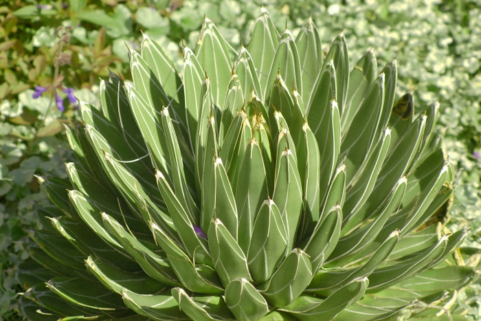 Agave victoriae-reginae image
