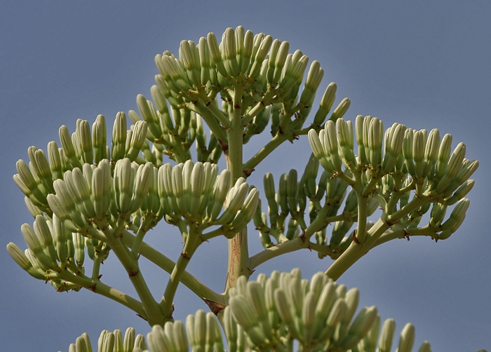 Agave vivipara image