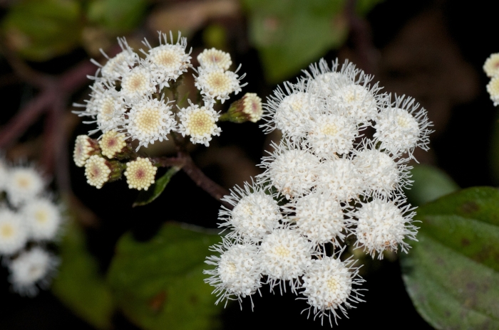 Ageratina adenophora image