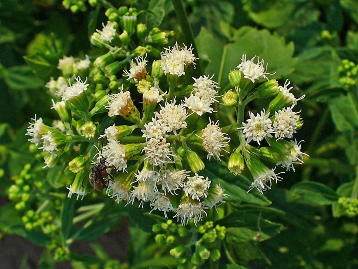 Ageratina altissima image