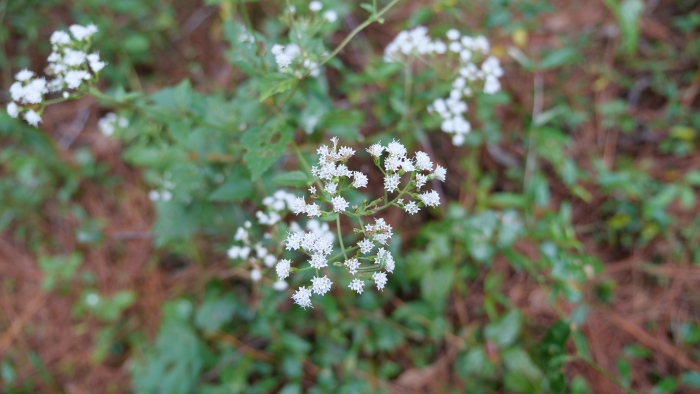 Ageratina jucunda image