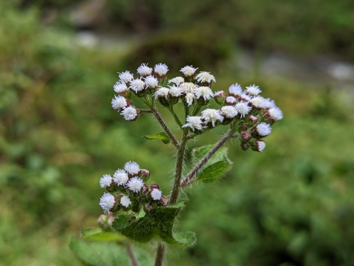 Ageratum conyzoides image