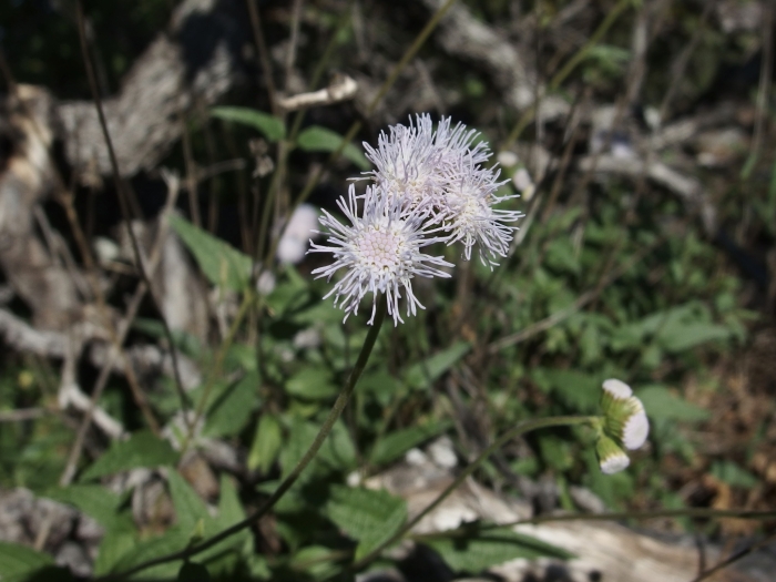 Ageratum corymbosum image